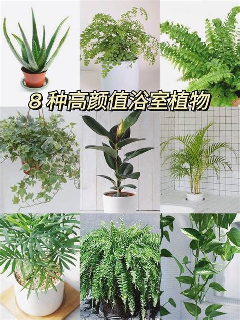 放廁所的植物|廁所可以放植物嗎？適合放在浴室、廁所的植物推薦